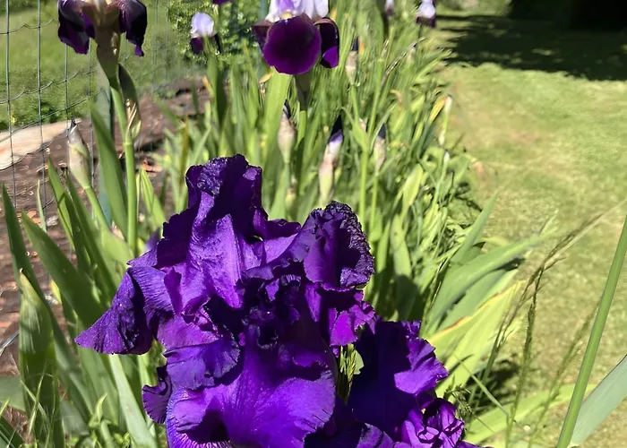 Dom wakacyjny Echo Salignac Eyvigues